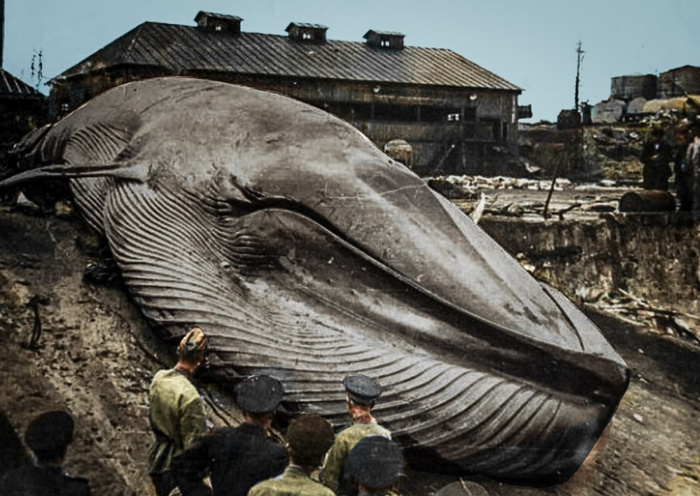 Подборка фотографий из прошлого, которые заставляют удивиться. 20 раскрашенных фотографий из XIX-ХХ века. Часть XV Старое фото, Историческое фото, Фотография, 20 век, Колоризация, Длиннопост