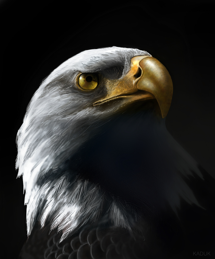       ,  , Digital, Speed painting, 2D,  , , , Eagles,    , , YouTube