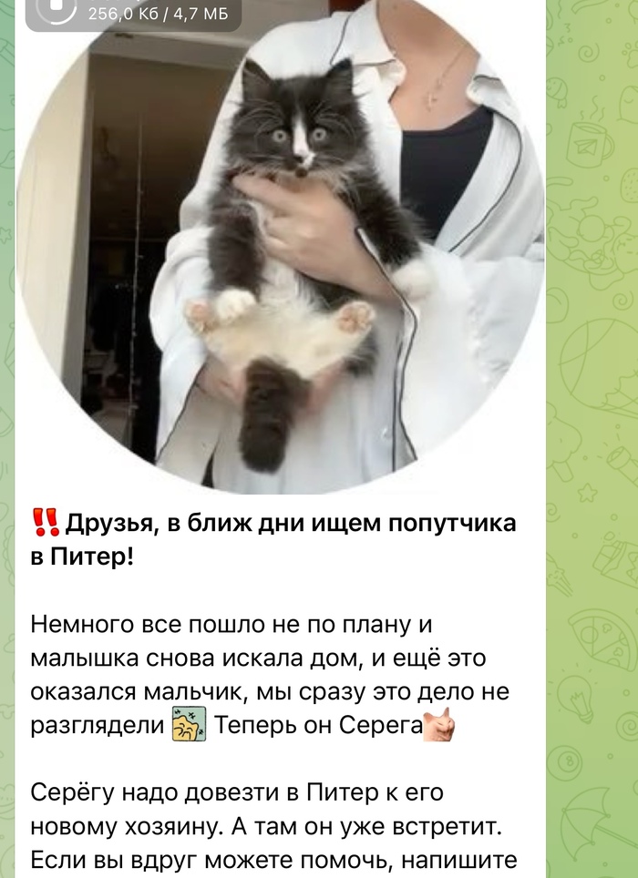 Серега, стал Серегой, еще до того как мы узнали что он мальчик. Я подумал что назвать кошку Сережей - смешно.