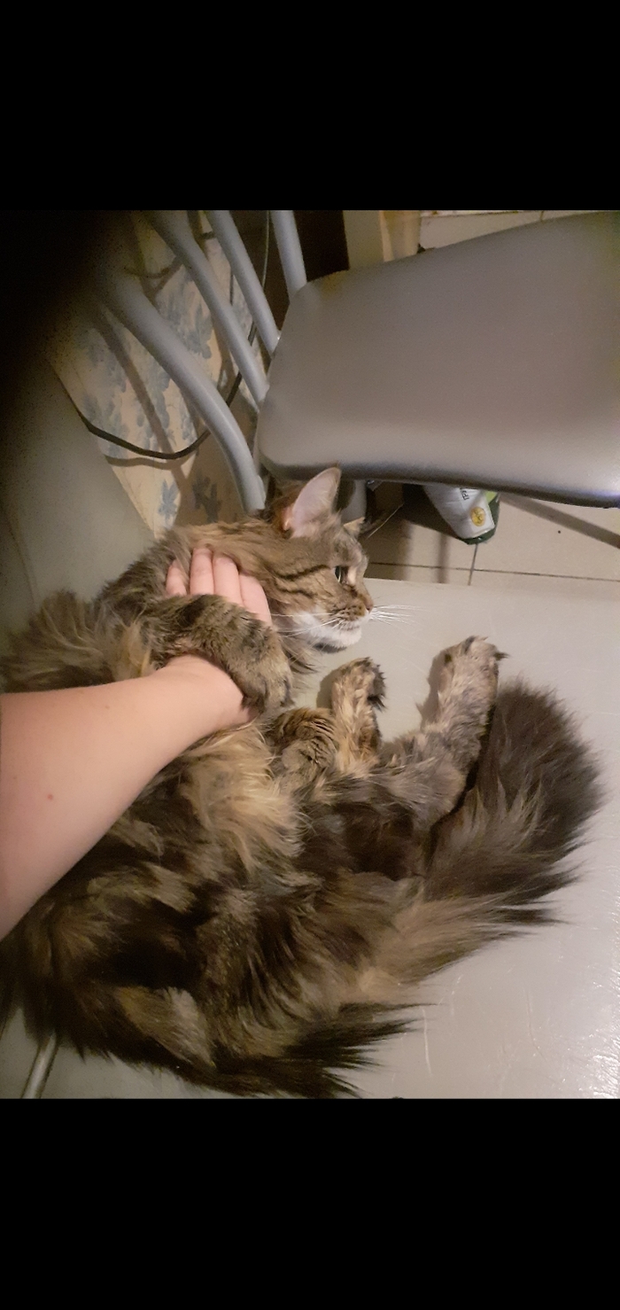 3,2 кг кошатины с немаленьким хвостиком