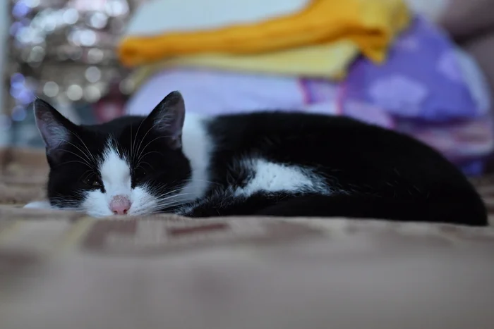 I am quietly monitoring the situation - My, cat, Watching me, Pets, The photo