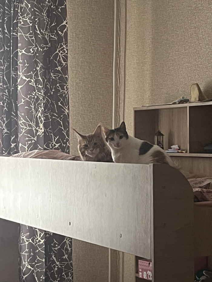 Готовим заговор на ночь