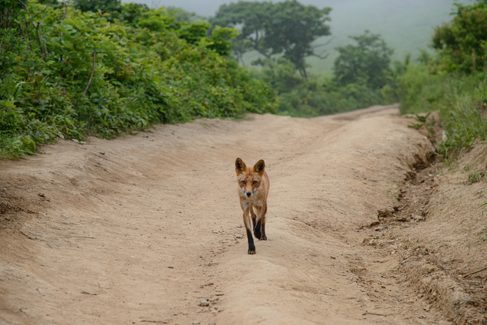  Red.Fox2   ,  ,  ,  , ,  ,   , , , , 