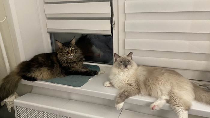 С друзьями 🐈