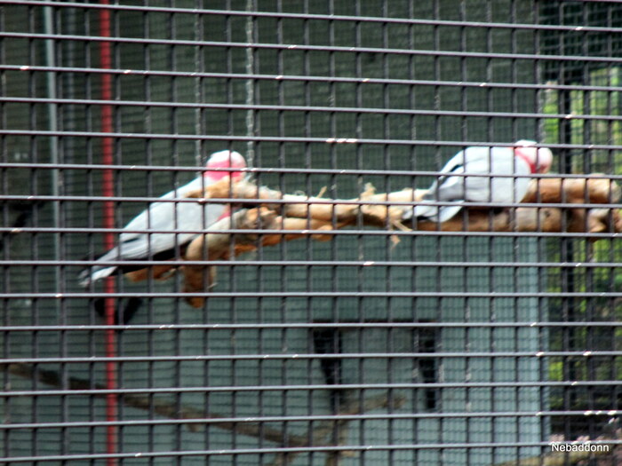 ������ ��� ����.