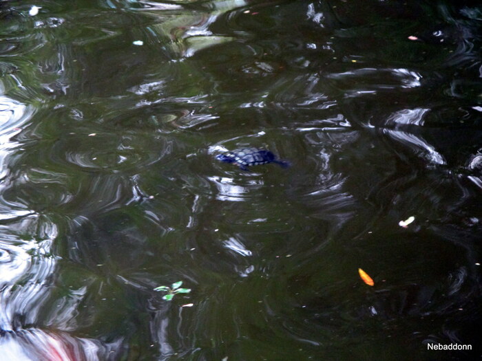 ����� ������� ������, ������ ���������.