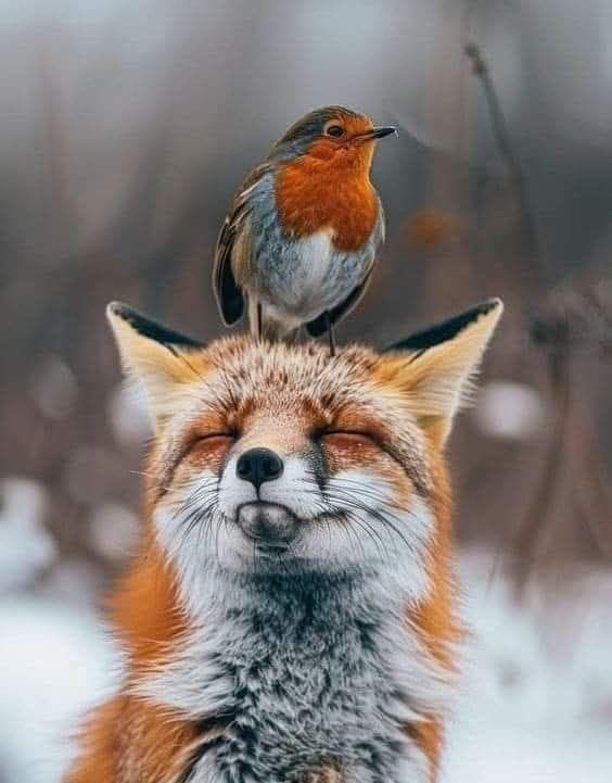 , , -,  , 