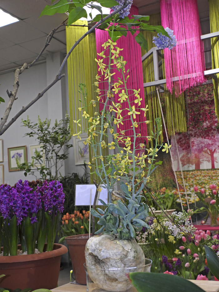 Цветущая капуста (проросший кочан) на выставке в павильоне «Зеленый домик» Ботанического сада СПб.