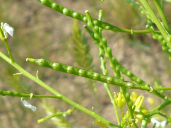 Плоды капусты белокочанной – стручки. Фото с сайта <!--noindex--><a href="https://pikabu.ru/story/kak_tsvetet_kapusta_12256891?u=http%3A%2F%2Fdachnyuchastok.ru&t=dachnyuchastok.ru&h=86d5e099d2789dea578caa7beafa7d3498bdf987" title="http://dachnyuchastok.ru" target="_blank" rel="nofollow noopener">dachnyuchastok.ru</a><!--/noindex-->