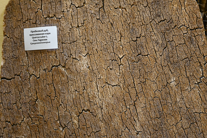 Лист прессованной коры пробкового дуба. Фонды Ботанического музея БИН РАН.