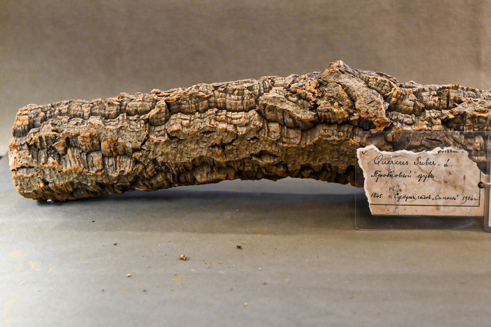 Ствол пробкового дуба из Сухума, Абхазия. Фонды Ботанического музея БИН РАН.