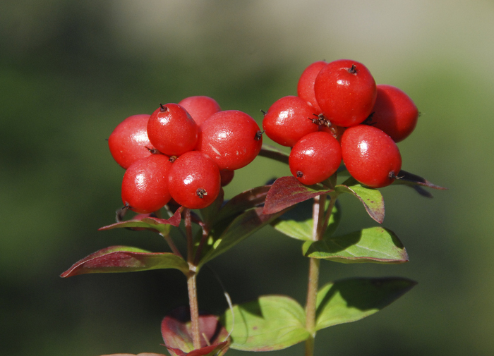 Плоды дерена. Фото Л. Головневой.