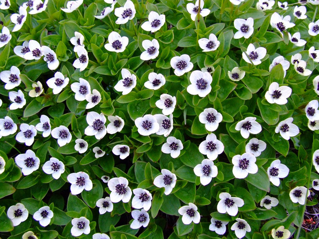 Ковер из цветущего дерена. Фото Е. Берестовского.