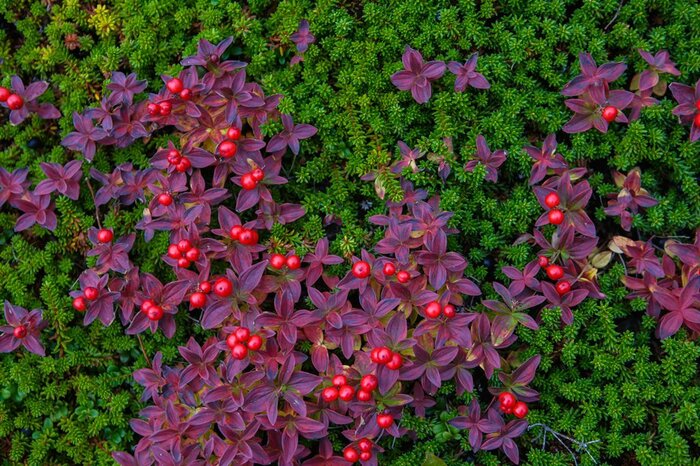 Осенняя окраска листьев дерена контрастно выглядит на фоне зеленых побегов вороники. Фото с сайта <!--noindex--><a href="https://pikabu.ru/story/deren_shvedskiy_12269039?u=http%3A%2F%2Ffermilon.ru&t=fermilon.ru&h=e61ae43b992dc186b7527d4733b678a8a32a6502" title="http://fermilon.ru" target="_blank" rel="nofollow noopener">fermilon.ru</a><!--/noindex-->