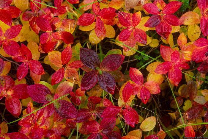 Листья дерена осенью. Фото С. Ляховца.