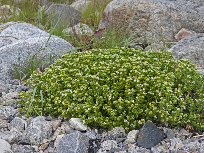 Гонкения бутерлаковидная (Honckenya peploides). Фото Л. Головневой.