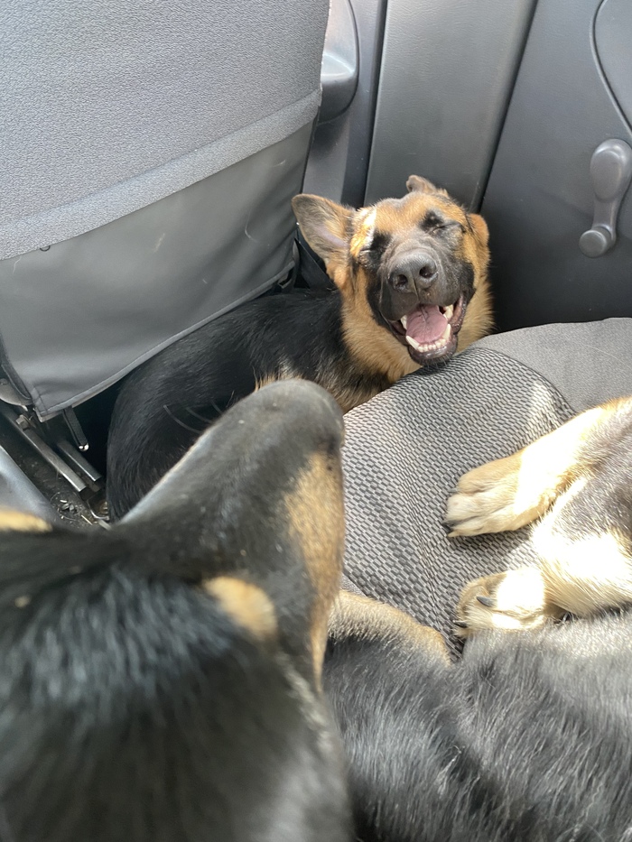 Пополнили семейство прекрасной дамой (которая переросла всех, кроме Бати, за этот год))