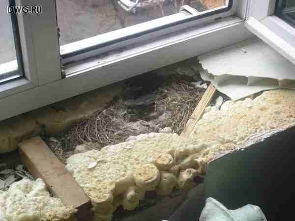 ������ ��� �����