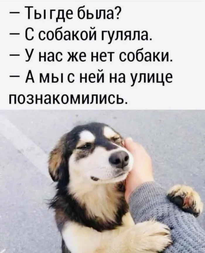 I was walking the dog - Walk, Dog, Picture with text, Acquaintance, The street, Hardened