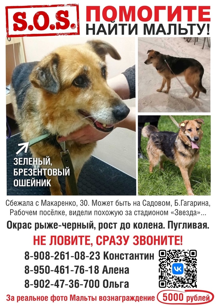 ЗА РЕАЛЬНОЕ ФОТО МАЛЬТЫ ВОЗНАГРАЖДЕНИЕ 5000 рублей!