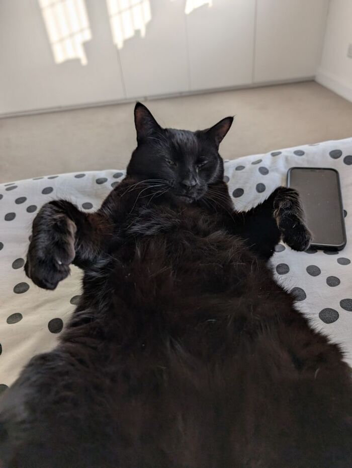 Like a boss , , Like a Boss, ,  