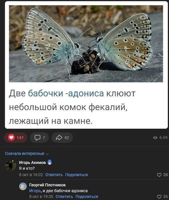 Бабочки