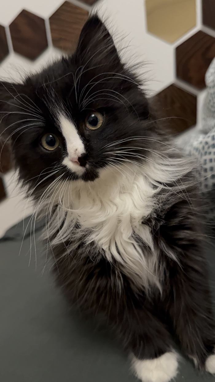 Я бы сделал его каким нибудь министром.