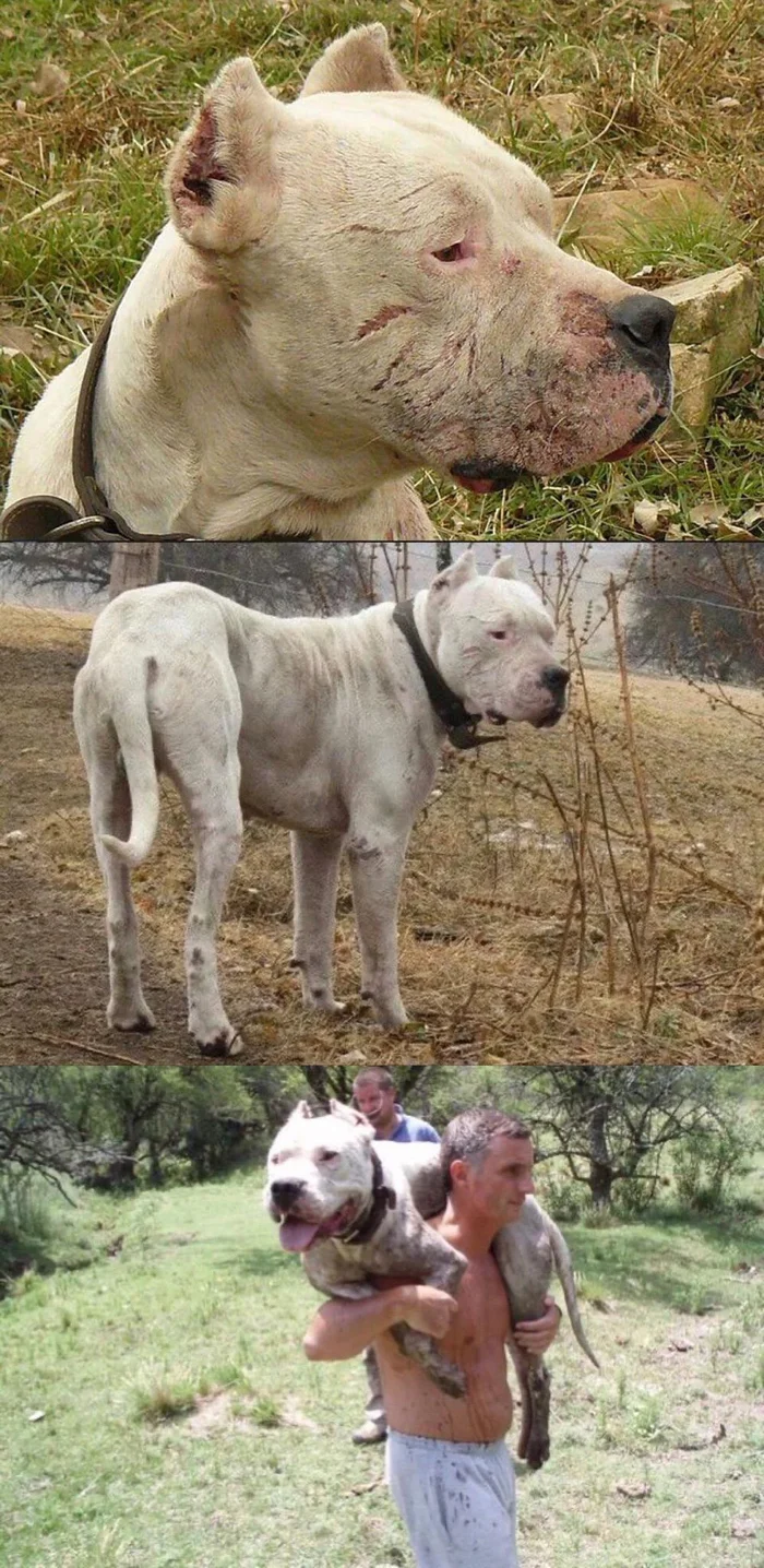 This Dog Named Morocho Defeated a Puma and Saved Two Children - Dog, Puma, Children, 2022