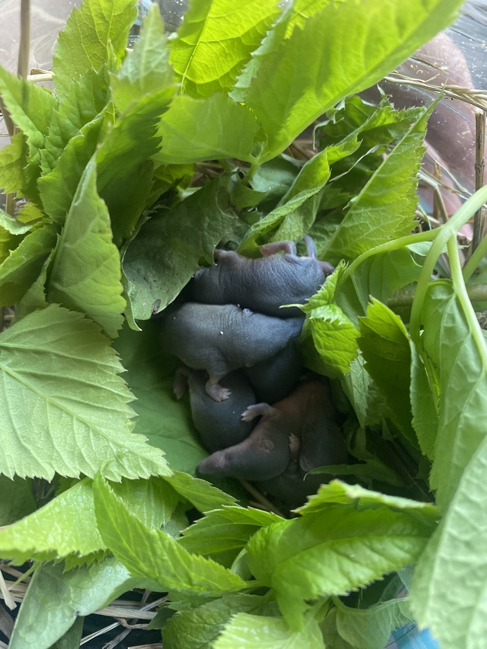 Это мы разбирали доски прежних хозяев и нашли там маленькое землероечное семейство