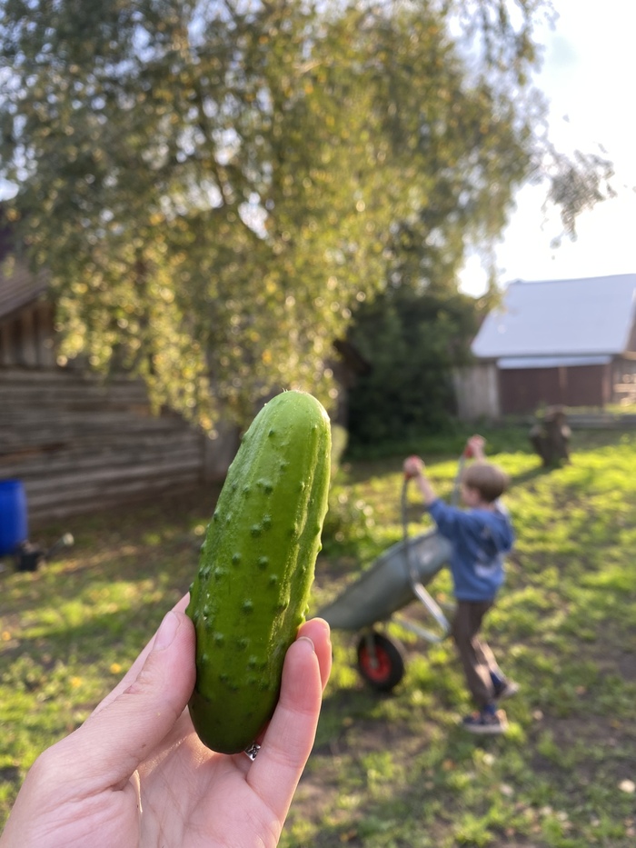 Свой первый огурчик! Оказалось, они растут как грибы после дождя даже из семян и если про них забыть))