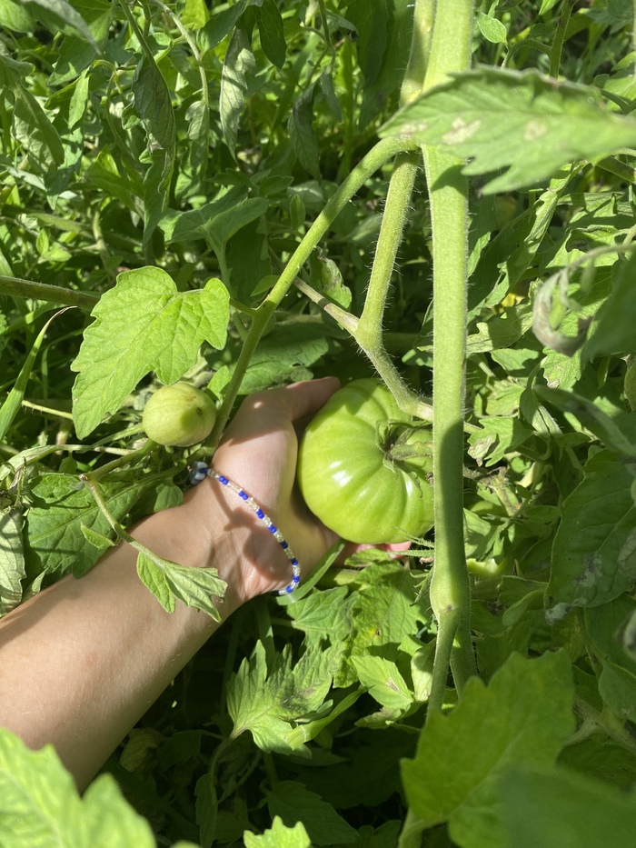 Первый урожай. Совершили кучу ошибок, но что не убивает наши помидоры - делает их вкуснее;)