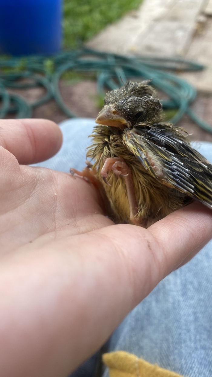 Знакомство с местными жителями. По весне выпавшие птенцы стали обыденностью: собаки находили, а мы придумывали, как вернуть их в гнезда. Успешно!