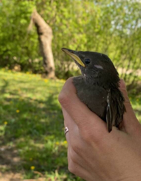 А ещё тут бегают зайцы, кротики и летает множество красивых птиц, которые ещё и поют по утрам;)