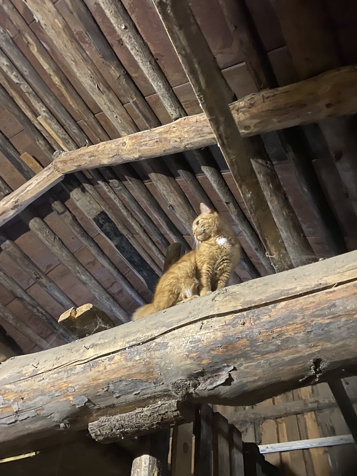 Коту тоже здесь свобода на старость лет