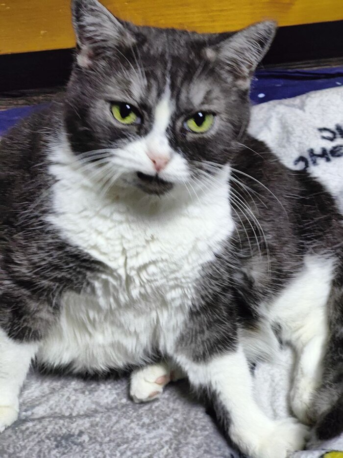 Было-стало от Мамулио утилизационного сарая официального заводчика FARUS (КЛК Амур Нева) Кот, Недобросовестный заводчик, Разведение, Заводчики, Спасение животных, Длиннопост