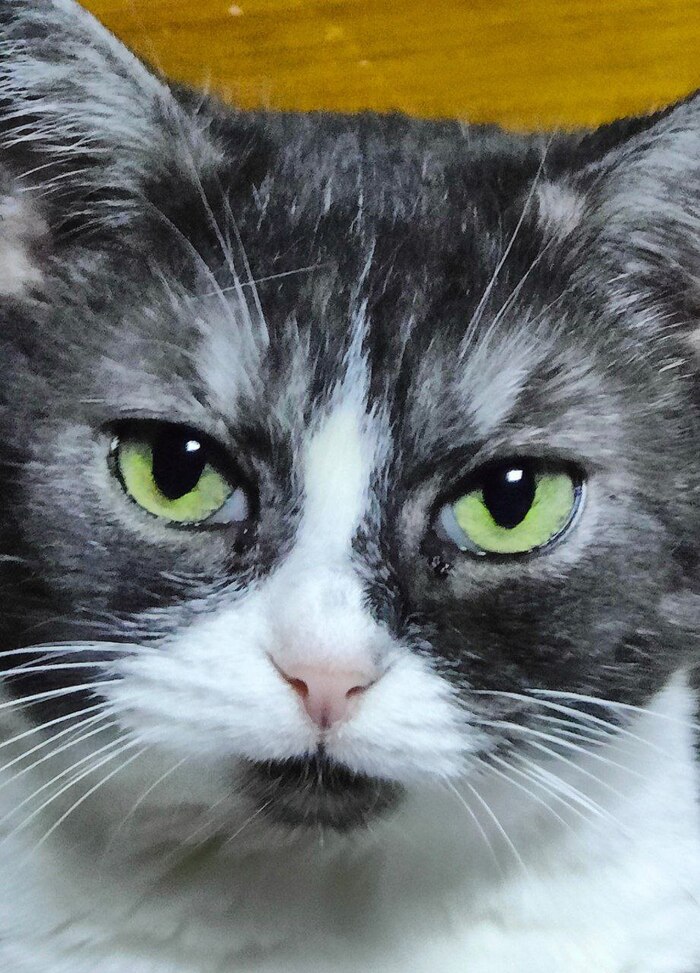 Было-стало от Мамулио утилизационного сарая официального заводчика FARUS (КЛК Амур Нева) Кот, Недобросовестный заводчик, Разведение, Заводчики, Спасение животных, Длиннопост