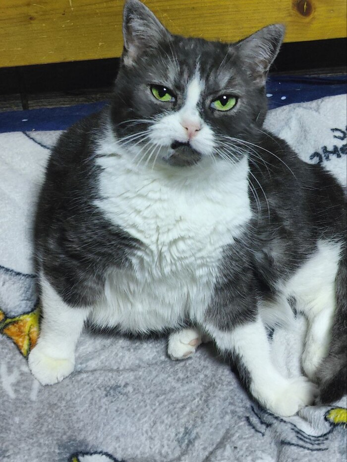 Было-стало от Мамулио утилизационного сарая официального заводчика FARUS (КЛК Амур Нева) Кот, Недобросовестный заводчик, Разведение, Заводчики, Спасение животных, Длиннопост