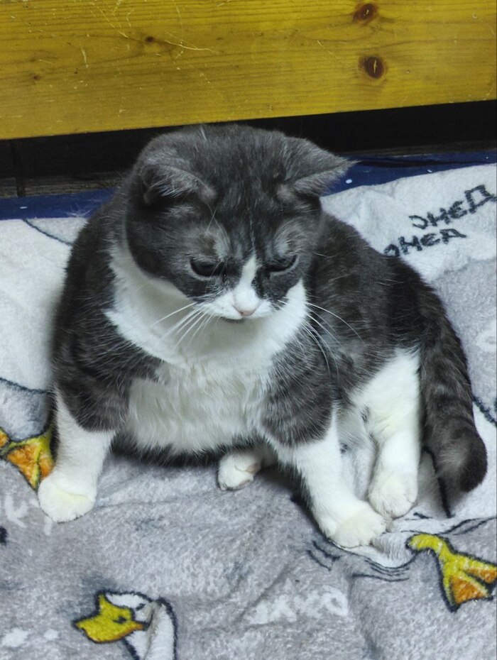 Было-стало от Мамулио утилизационного сарая официального заводчика FARUS (КЛК Амур Нева) Кот, Недобросовестный заводчик, Разведение, Заводчики, Спасение животных, Длиннопост