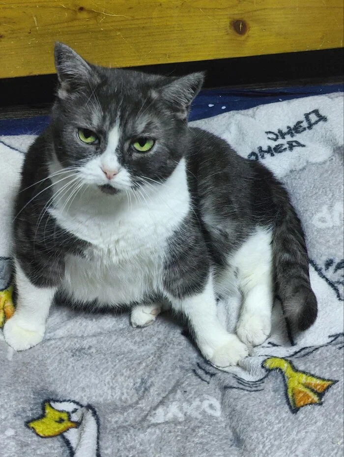 Before and after from the cat Mamuli from breeding (breeder Potekhina E.V., KLC Amur Neva, FARUS) - My, cat, Unscrupulous breeder, Breeding, Breeders, Animal Rescue, Longpost