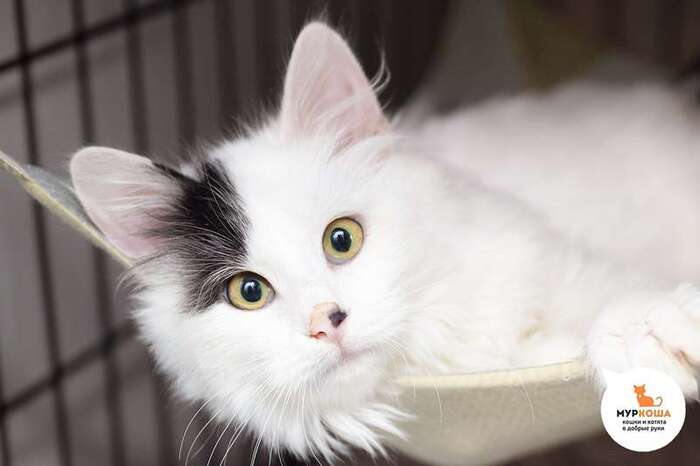 Котёнок Рагги