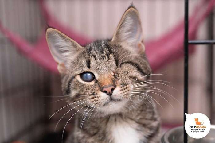 Котёнок Заяна