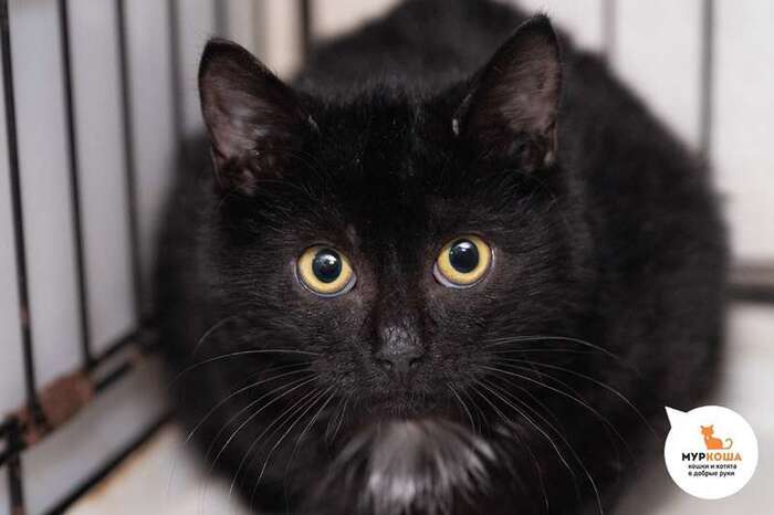 Котёнок График