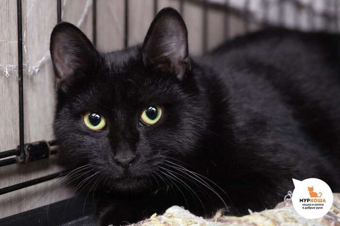 Кошка Виола