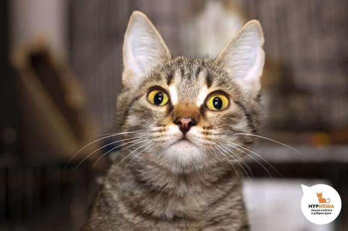 Кошка Сладость