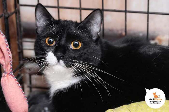 Кошка Элора