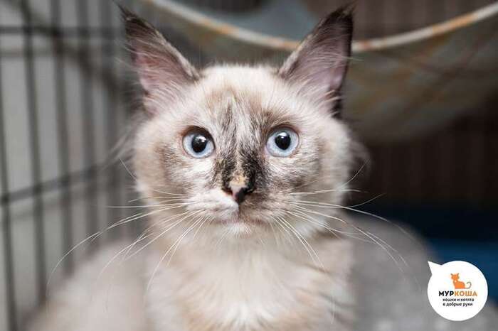 Котёнок Аррива