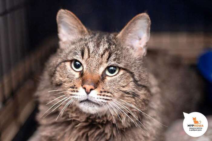 Кот Вальтер