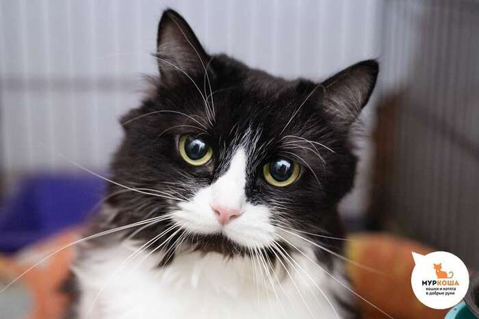 Кошечка Кварта