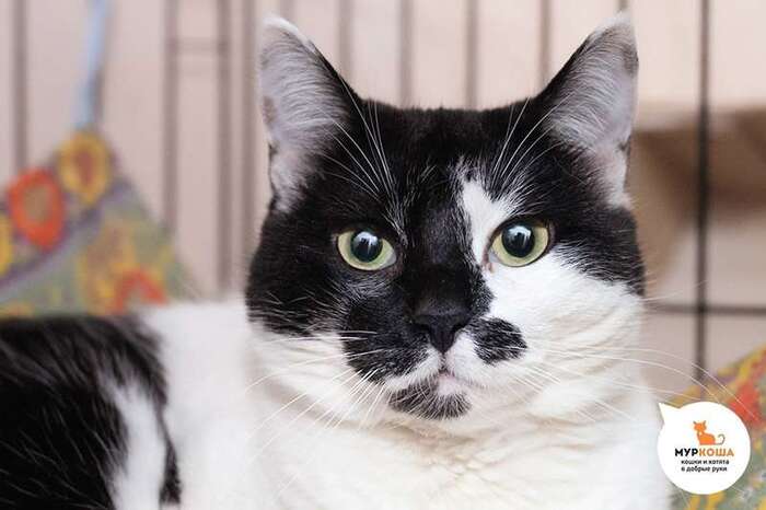 Кошка Клякса