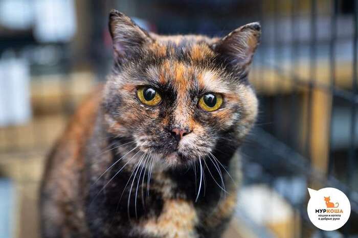 Кошка Легенда